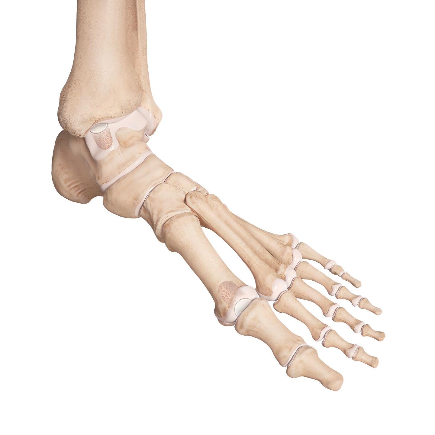 Foot and Ankle