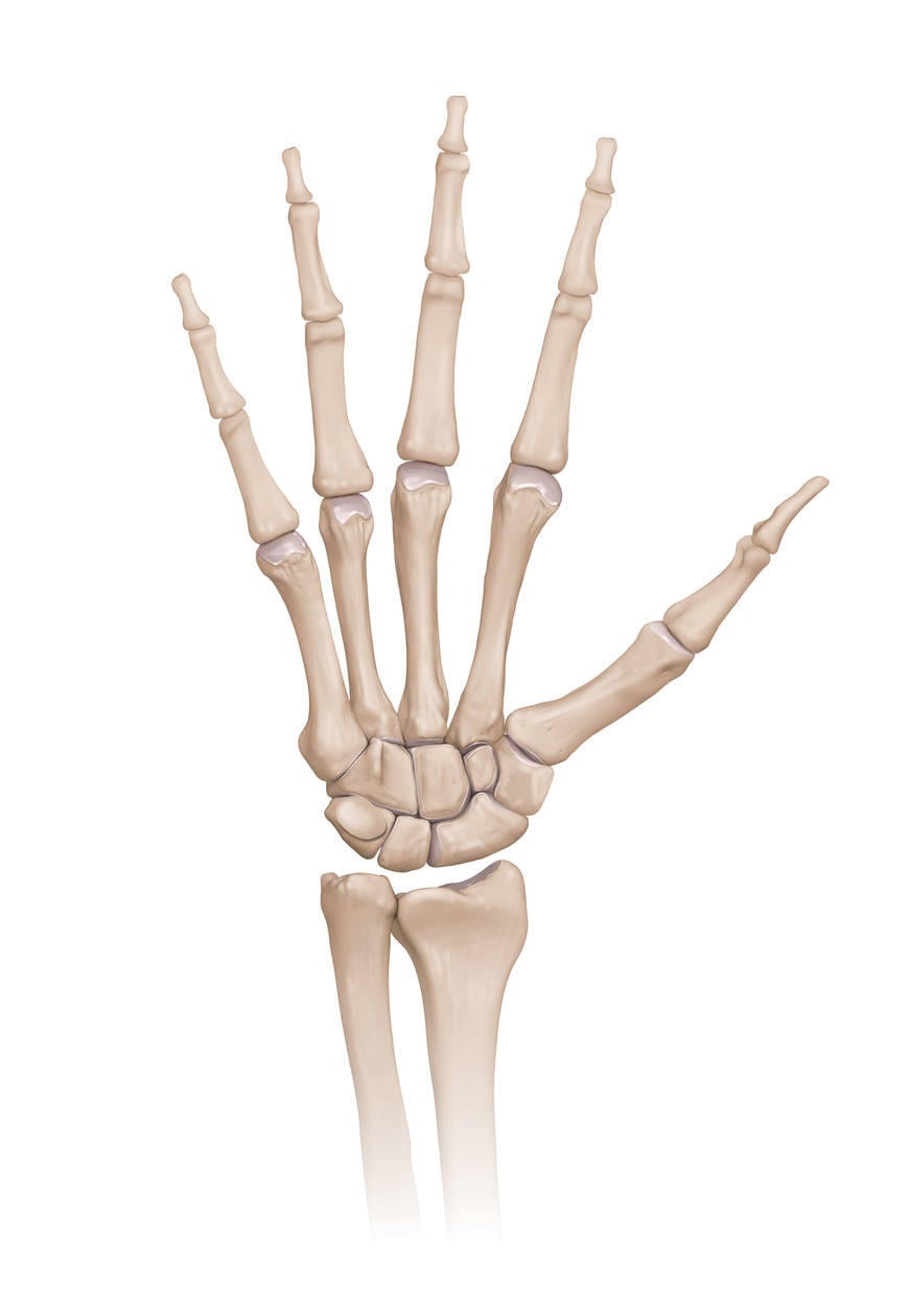 Hand And Wrist